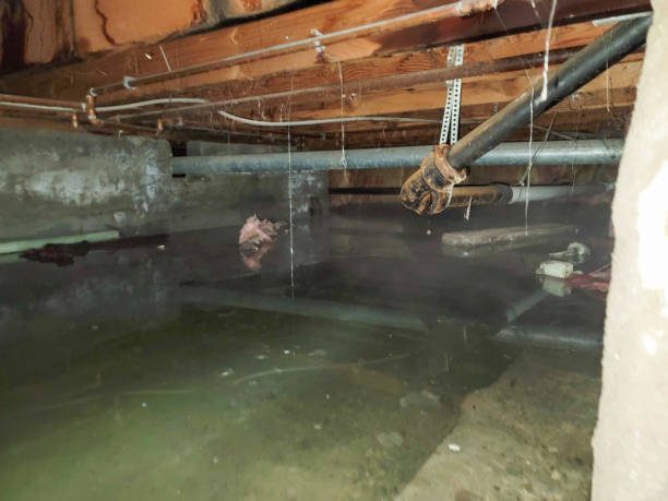 Best Local water damage restoration  in Bagdad, AZ